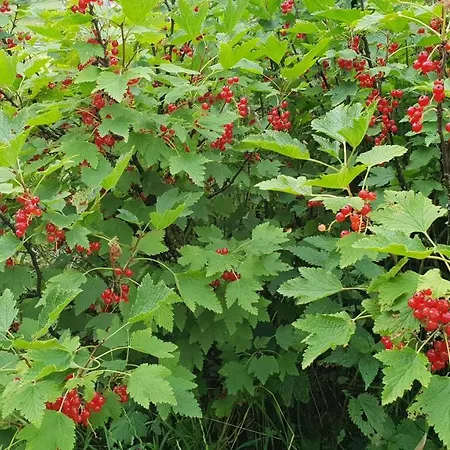 Hh-apartments * Scheifling