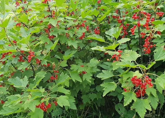 Hh-apartments * Scheifling